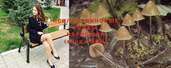 прущие грибы Алзамай